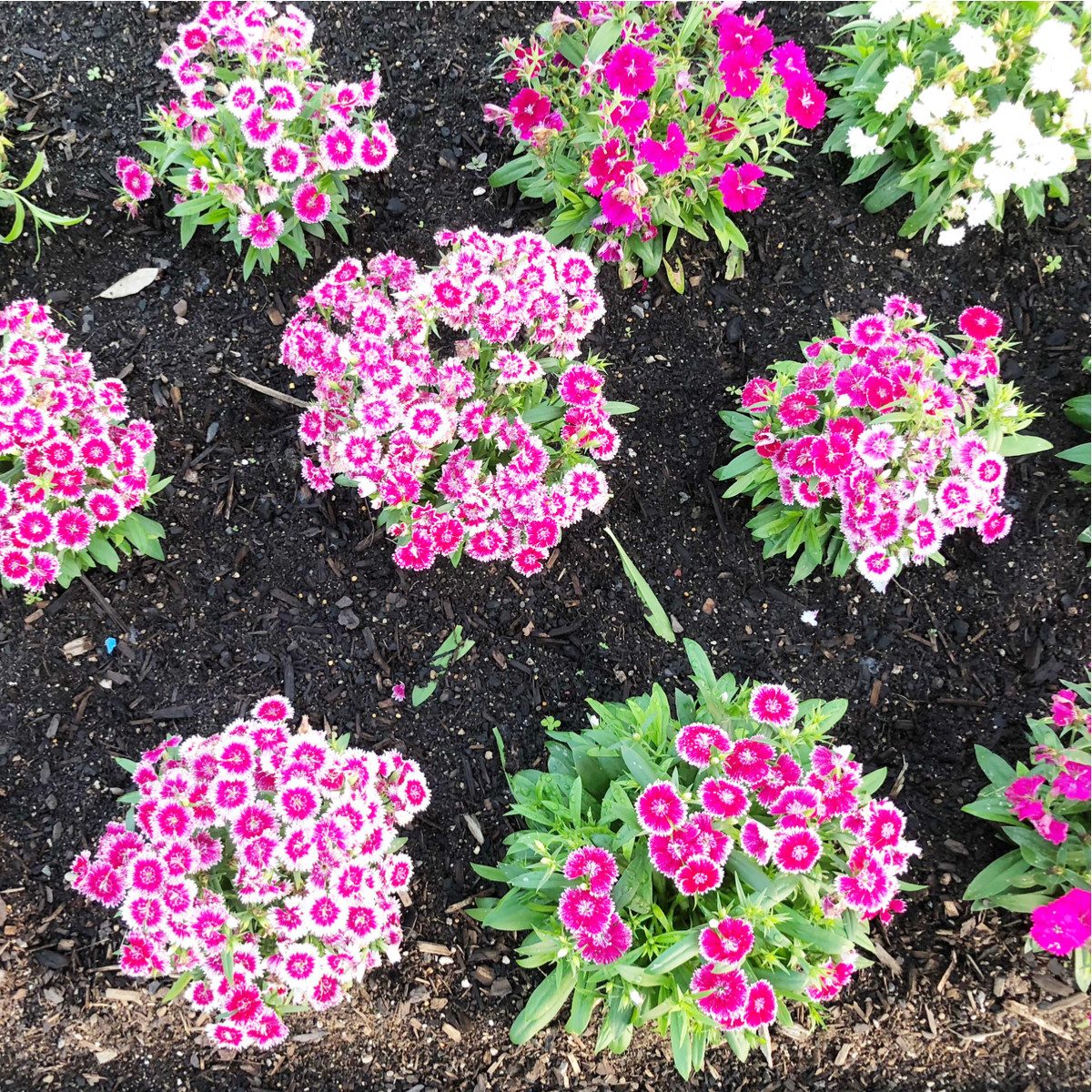 Klinček bradatý Sweet William Shakespeare - Dianthus barbatus - semená - 200 ks