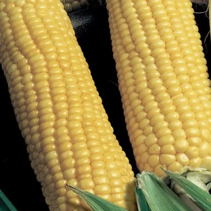 Kukurica cukrová Tauris F1 - Zea Mays - semená kukurice - 6 g