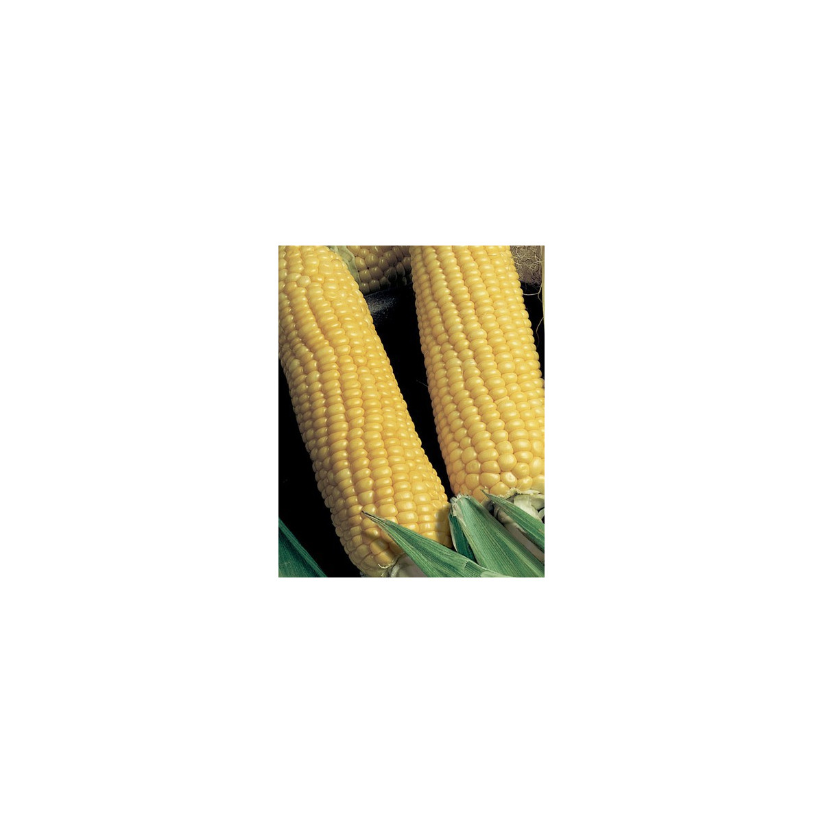 Kukurica cukrová Tauris F1 - Zea Mays - semená kukurice - 6 g