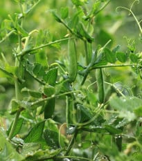 Hrach dreňový Gloriosa - Pisum sativum - semená - 20 g