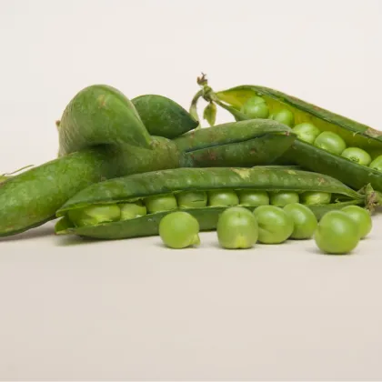 Hrach dreňový Winner - Pisum sativum - semená hrášku - 15 g