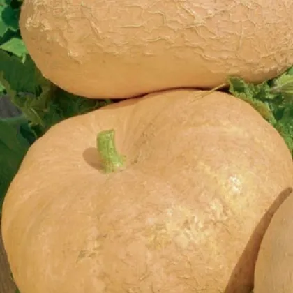 Tekvica veľkoplodá veltruská - Cucurbita maxima - semená - 5 ks