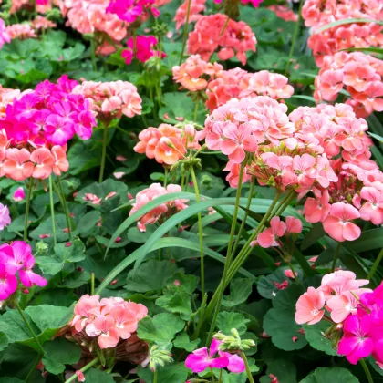 Muškát záhradný Cabaret F2 zmes - Pelargonium hortorum - semená - 6 ks