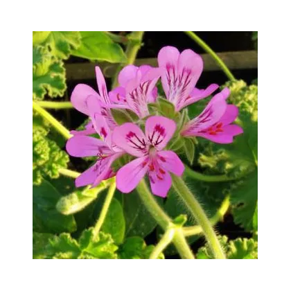 Muškát vonný Attar of Roses - Pelargonium capitatum - semená - 4 ks