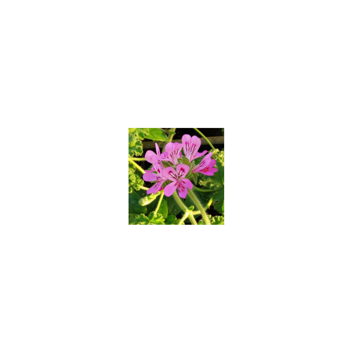Muškát vonný Attar of Roses - Pelargonium capitatum - semená - 4 ks