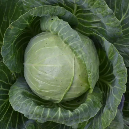 Kapusta hlávková biela Dita - Brassica oleracea - semená - 0,8 g