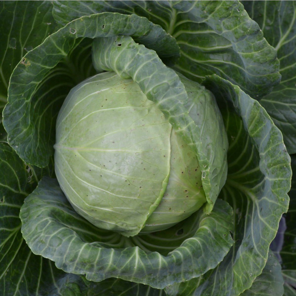 Kapusta hlávková biela Dita - Brassica oleracea - semená - 0,8 g