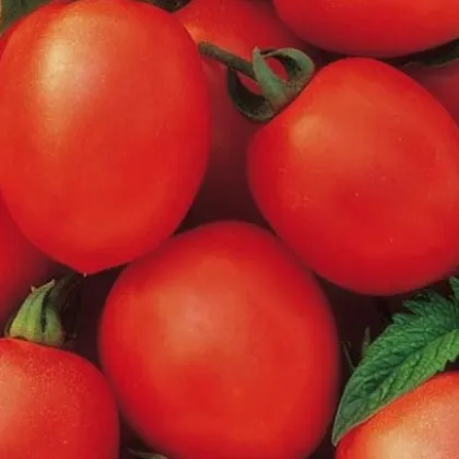 Paradajka kríčková Salus - Solanum lycopersicum L. - semená - 0,2 g