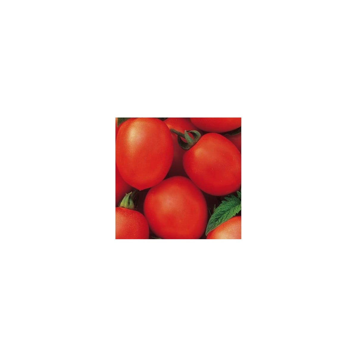 Paradajka kríčková Salus - Solanum lycopersicum L. - semená - 0,2 g