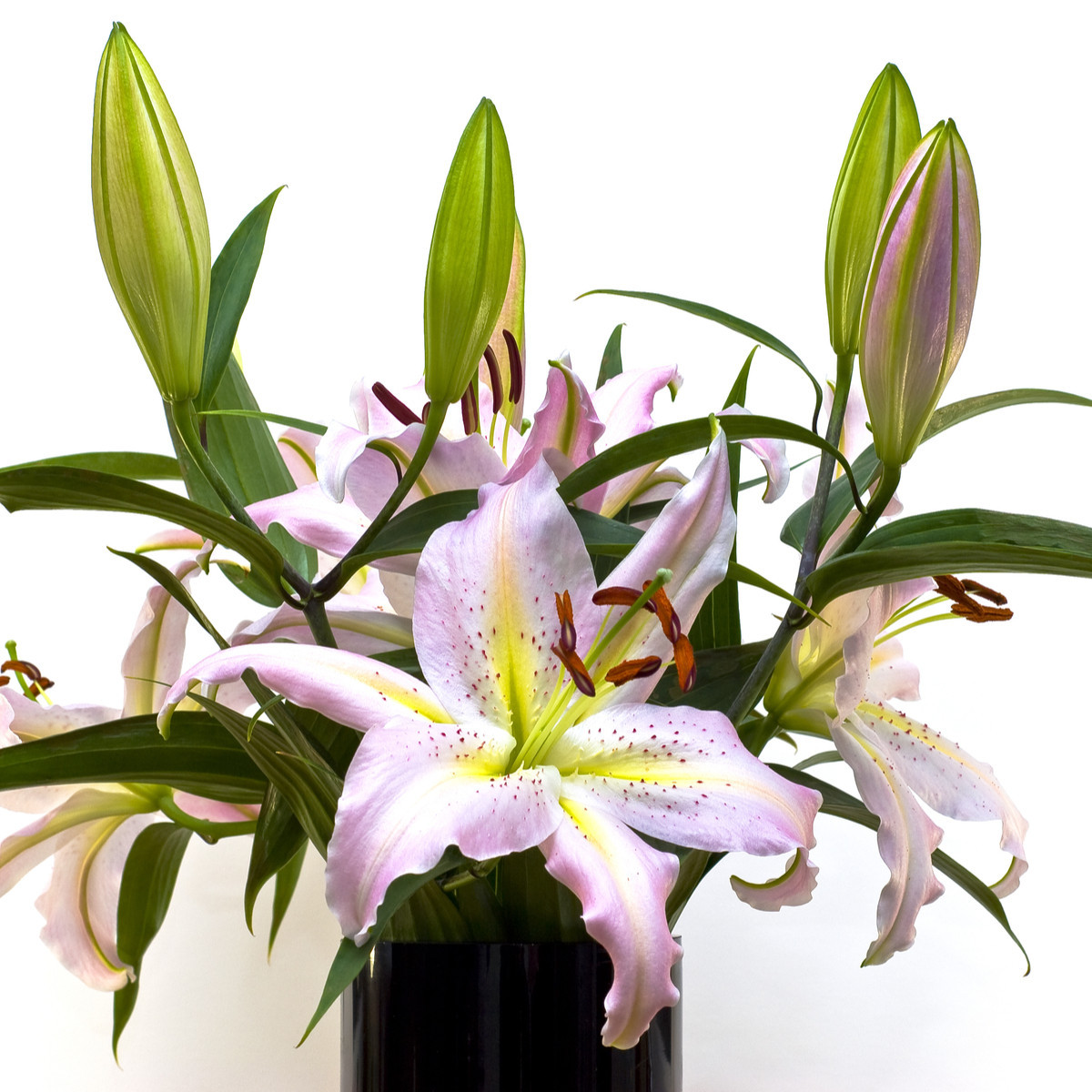Ľalia Mona Lisa - Lilium - cibuľoviny - 1 ks