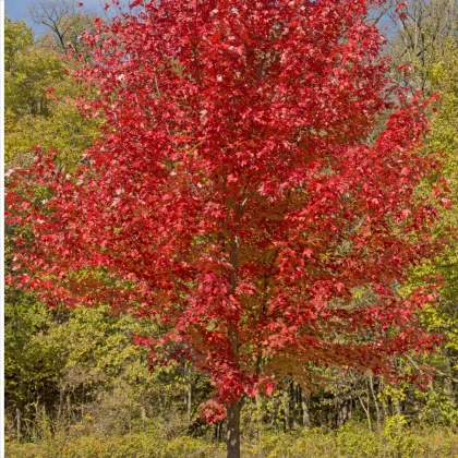 Javor červený - Acer rubrum- semená javora - 5 ks