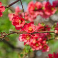Dulovec - Chaenomeles Japonica - semená dulovca - 10 ks