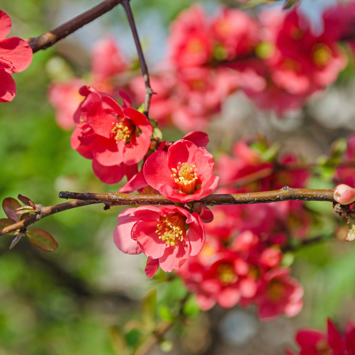 Dulovec - Chaenomeles Japonica - semená dulovca - 10 ks