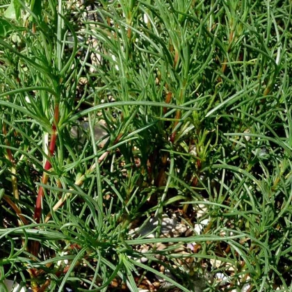 Slanobyľ - Salsola soda - predaj semien slanobyle - 1 gr