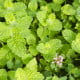 Mäta jablčná - Mentha rotundifolia - semená mäty - 50 ks