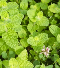 Mäta jablčná - Mentha rotundifolia - semená mäty - 25 ks