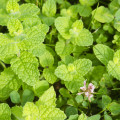 Mäta jablčná - Mentha rotundifolia - semená mäty - 50 ks