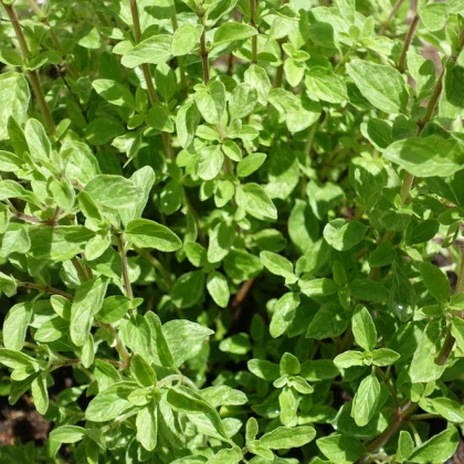 Majorán divý - Pot marjoram - semená majoránu - 0,1 g