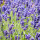 BIO levanduľa lekárska - Lavandula officinalis - bio semená levandule - 50 ks