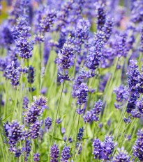 BIO levanduľa lekárska - Lavandula officinalis - bio semená levandule - 50 ks