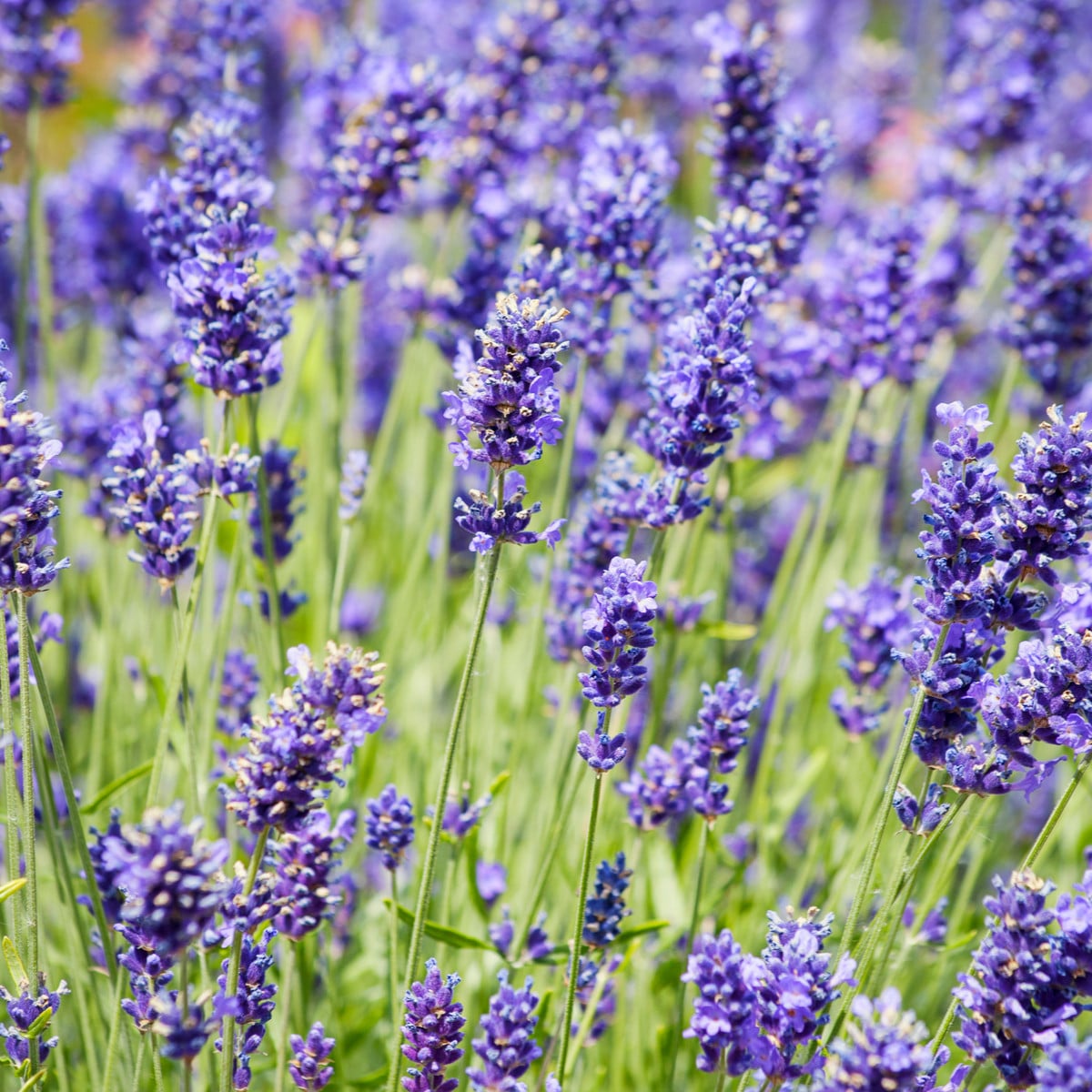 BIO levanduľa lekárska - Lavandula officinalis - bio semená levandule - 50 ks