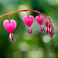 Srdcovka - Dicentra spectabilis - hľuza - 1 ks