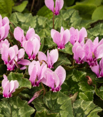 Cyklámen brečtanolistý - Cyclamen Hederifolium - hľuzy cyklaména - 1 ks