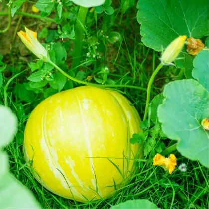 Tekvica Gele Reuzen - Cucurbita maxima - semená - 5 ks