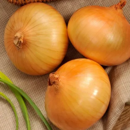 Cibuľa ozimná Senshyu Yellow - Allium - semená - 100 ks