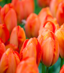 Tulipán Orange Brilliant - predaj cibuľovín - holandské tulipány - 3 ks