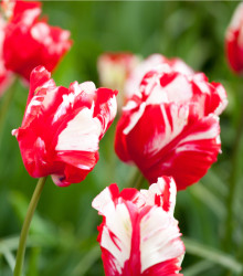 Tulipán Estella Rijnveld - Tulipa - cibuľoviny - 3 ks
