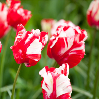 Tulipán Estella Rijnveld - Tulipa - cibuľoviny - 3 ks