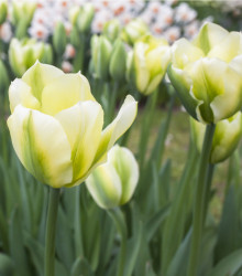 Tulipán Exotic emperor - predaj cibuľovín - holandské tulipány - 3 ks