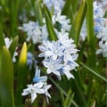 Puškínia scilovitá - Puschkinia libanotica - predaj cibuliek - 6 Ks