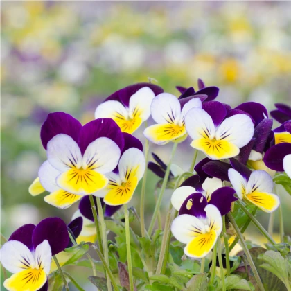 Fialka rohatá Miss Helen Mount - Viola cornuta - predaj semien - 100 ks