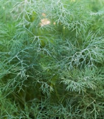 Kôpor voňavý - Anethum graveolens - semená kôpra - 500 ks