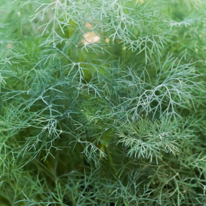 Kôpor voňavý - Anethum graveolens - semená kôpra - 500 ks