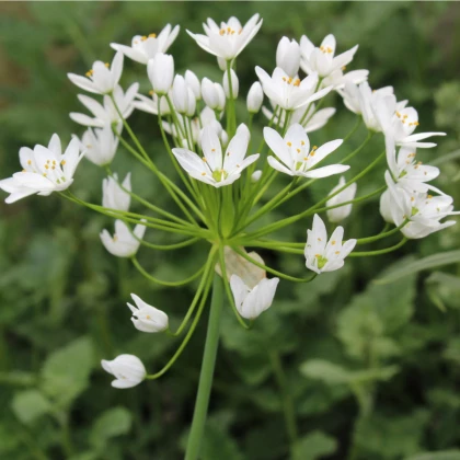 Okrasný cesnak - Allium neapolitanum - cibuľoviny - 3 ks
