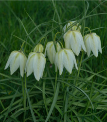 Korunkovka biela - Fritillaria meleagris - predaj cibuľovín - 3 ks