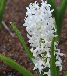 Hyacint Carnegie - biely hyacint - predaj cibuľovín - hyacinty - 1 ks