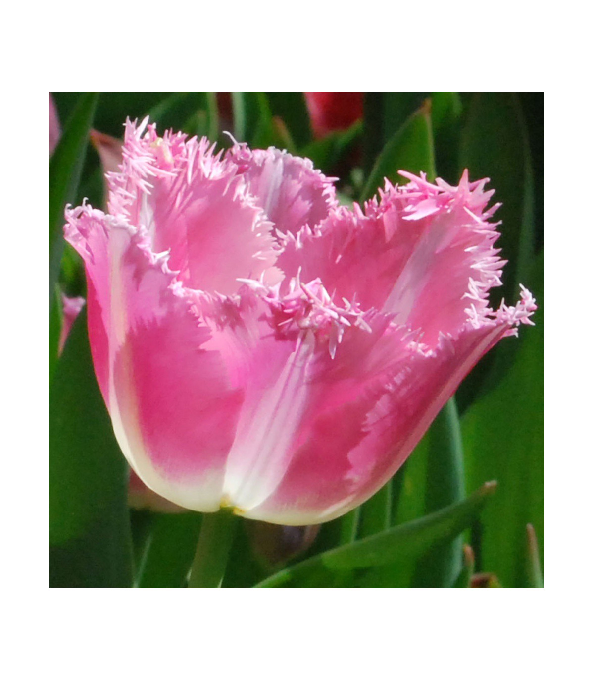 Tulipán Fancy Frills - predaj cibuľovín - holandské tulipány - 3 ks