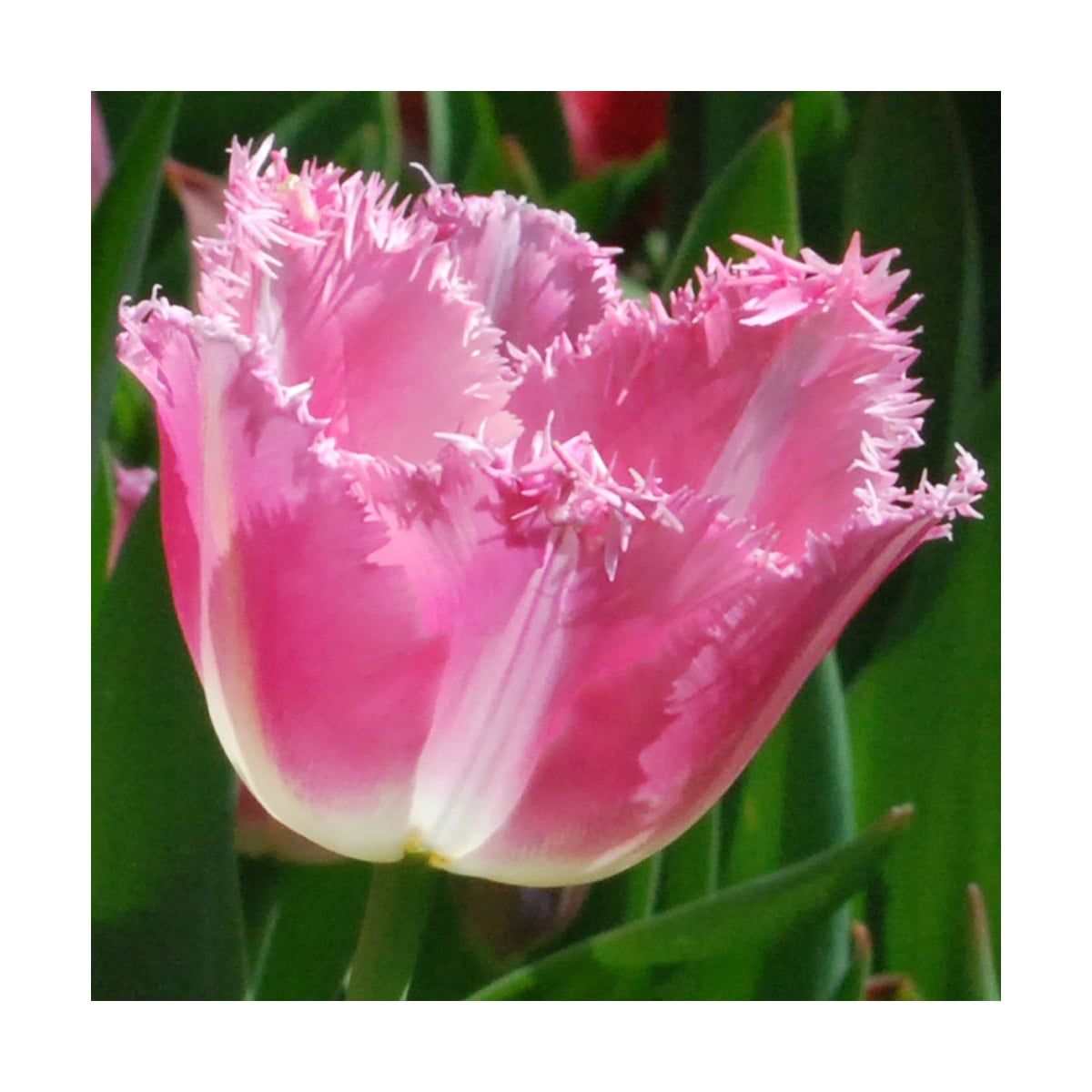 Tulipán Fancy Frills - predaj cibuľovín - holandské tulipány - 3 ks