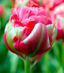 Tulipán Renown Unique - predaj cibuľovín - holandské tulipány - 3 ks