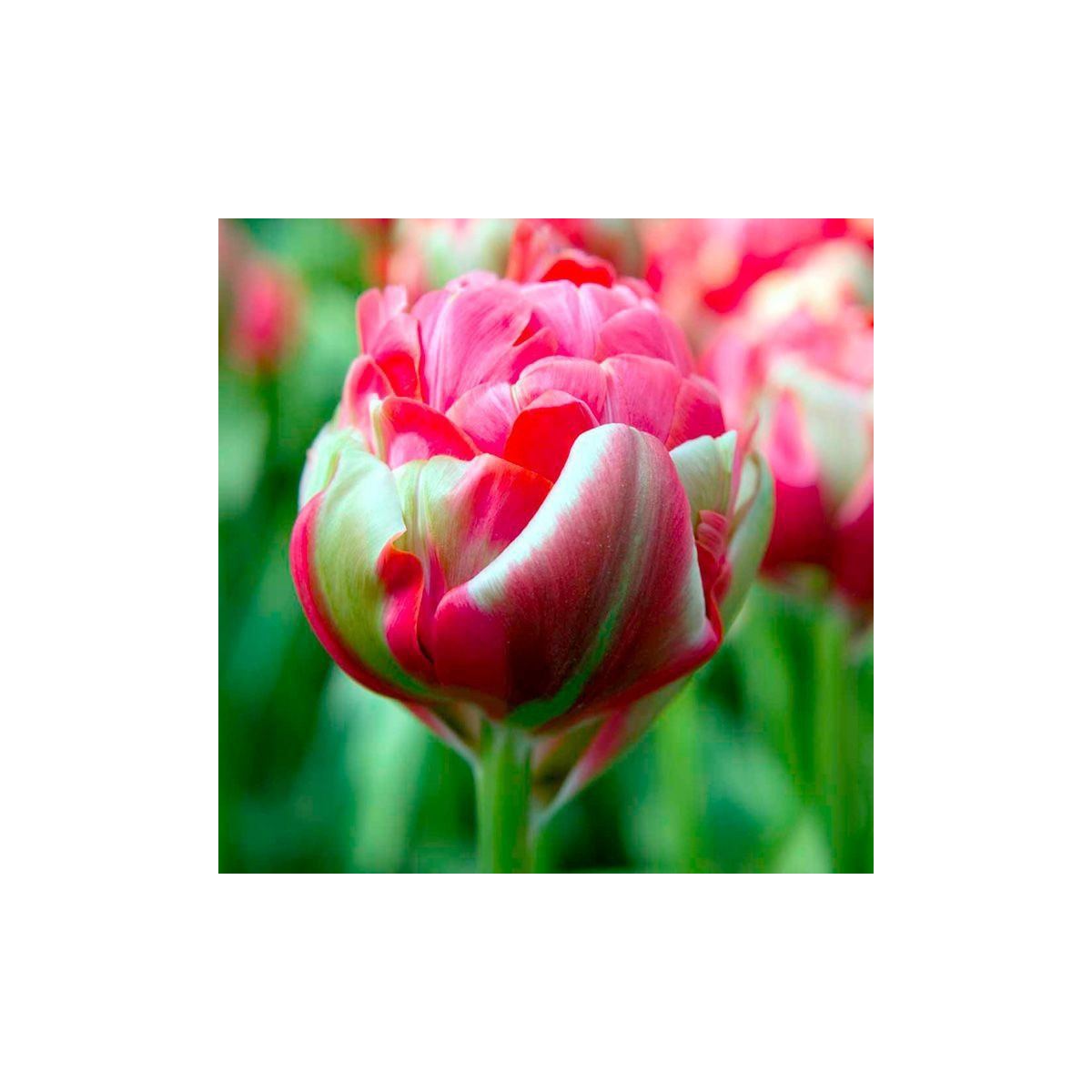 Tulipán Renown Unique - Tulipa - cibuľoviny - 3 ks