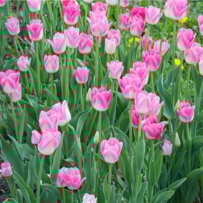 Tulipán Dynasty - predaj cibuľovín - holandské tulipány - 3 ks