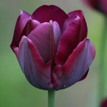 Tulipán Ronaldo - Tulipa - cibuľoviny - 3 ks