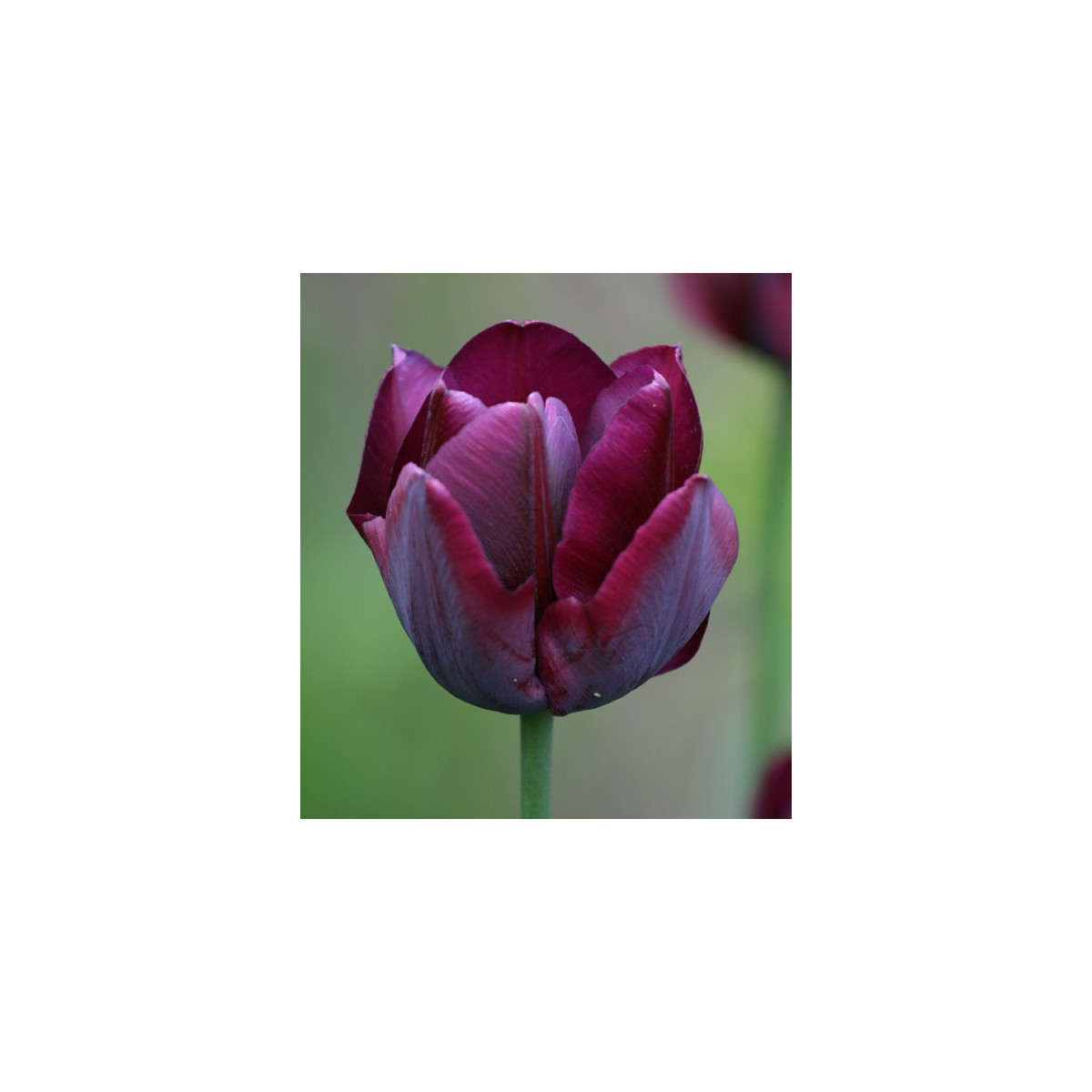 Tulipán Ronaldo - Tulipa - cibuľoviny - 3 ks