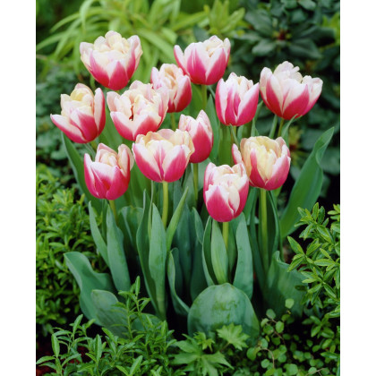 Tulipán Wirosa - predaj cibuľovín - holandské tulipány - 3 ks