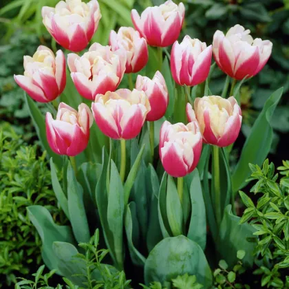 Tulipán Wirosa - Tulipa - cibuľoviny - 3 ks