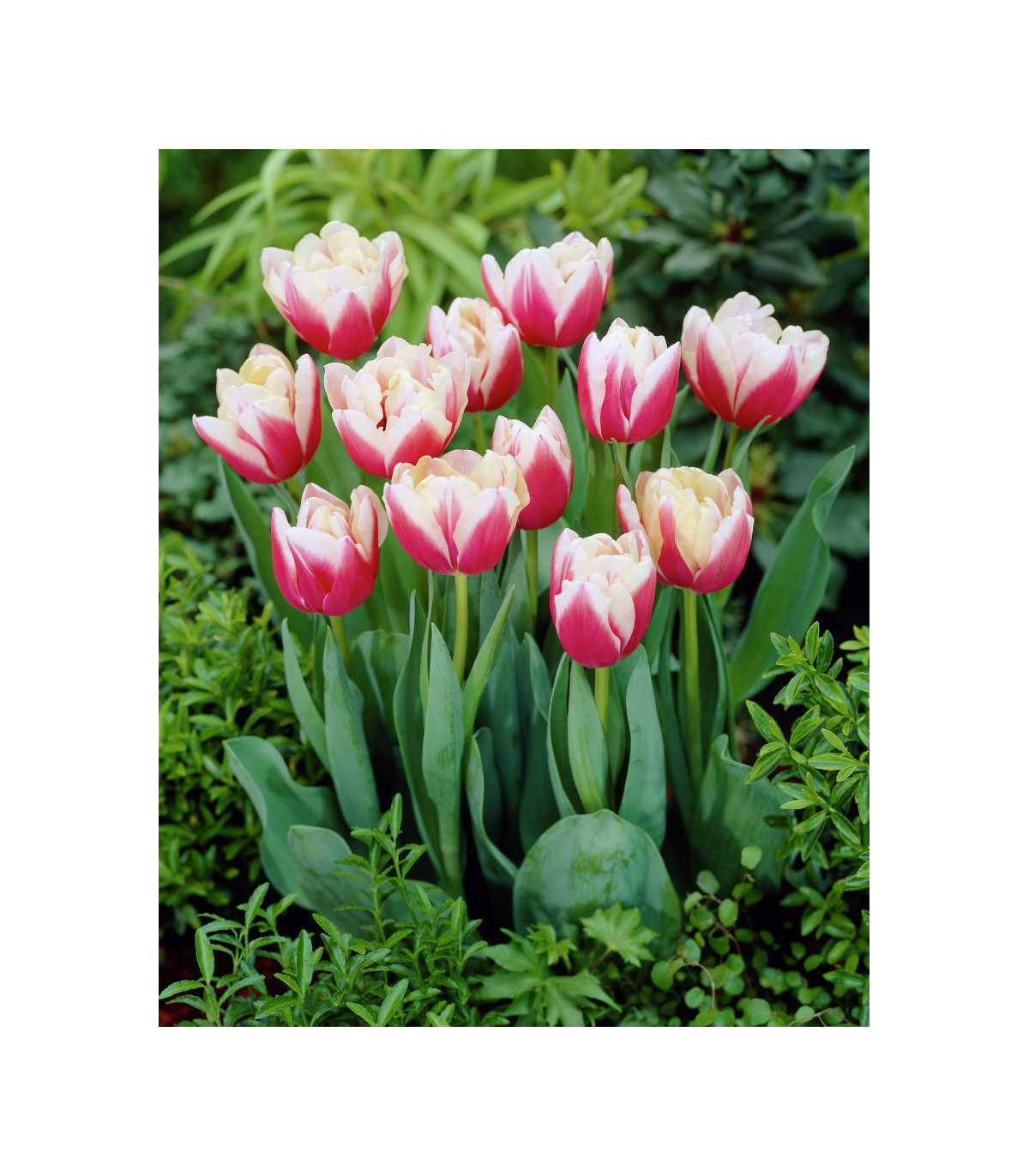 Tulipán Wirosa - predaj cibuľovín - holandské tulipány - 3 ks